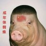 中蝈人的饲养与产后护理 的头像