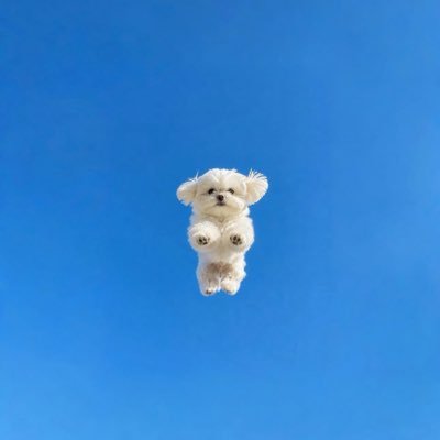 ai's profile picture