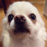しろはぴ🐾's profile picture