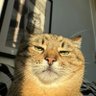 Goorba profil fotoğrafı