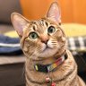 ぷく🐈's profile picture