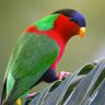 COLLARED LORY 🇲🇦 profil fotoğrafı