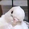 MachoChowder's profile picture