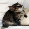 Фото профиля Likead😹