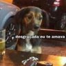 Filhote de australopiteco.'s profile picture