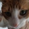 Nifaso profil fotoğrafı