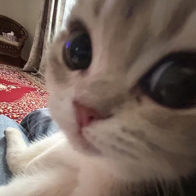 catbilibu's profile picture