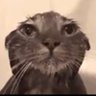 Gato pingado profil fotoğrafı