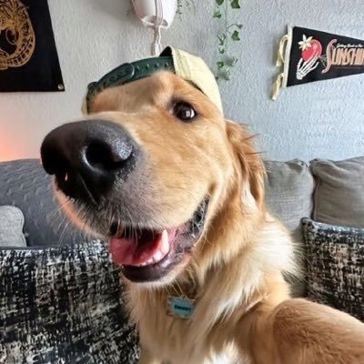 acervodoguinhos's profile picture