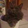 Profilbild von BowlerEP