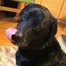 シャスラ🍒🍇🍾 profil fotoğrafı