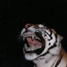 Ram-dom's profile picture