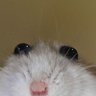 Gabirenne still depressed's profile picture