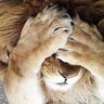 Profilbild von teutonic lion🔱
