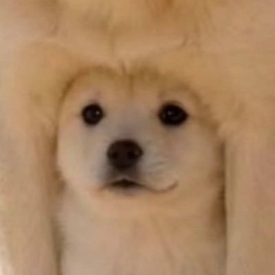 woainichifan's profile picture