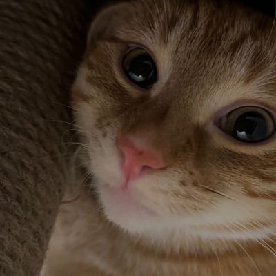 lari ⁷'s profile picture