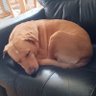 sapinho's profile picture