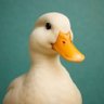 Фото профиля hater de antivax🦆
