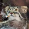Фото профиля Mentally Unstable Pallas’s Cat Enthusiast