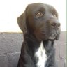 Lalo profil fotoğrafı