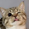 可达鸭's profile picture