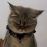 Profilbild von 浪子