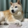 柴犬 profil fotoğrafı