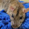 Karen Russell 🐀 profil fotoğrafı