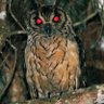 owl profil fotoğrafı