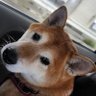 Фото профиля Toshi_Inu