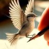 Profilbild von نهله الدالي