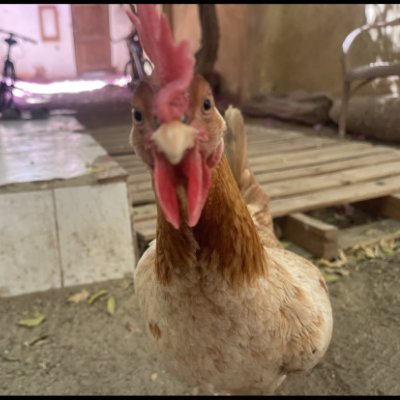 UsamaHamdyy's profile picture