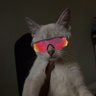 🦁 profil fotoğrafı