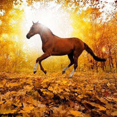 LTMP13's profile picture