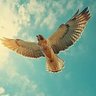 عبدالرحمن مصطفى profil fotoğrafı
