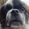 Pourquoipas's profile picture