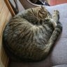 陸ツキ profil fotoğrafı