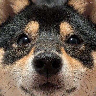 まめしばの皇帝's profile picture