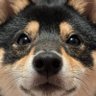 まめしばの皇帝 profil fotoğrafı