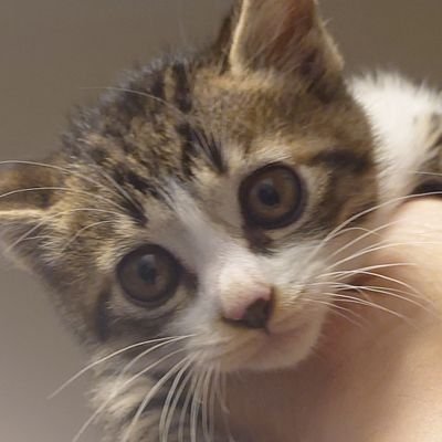suzus_suzus's profile picture
