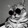 Alpha Cat 🐂🀄️ 的头像