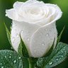 الورده البيضاء's profile picture