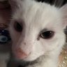 ShyBlight ⭕️ profil fotoğrafı