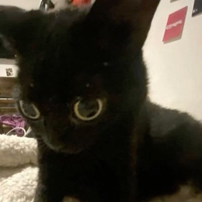 Brendoca's profile picture