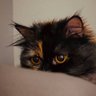 mamanemishka profil fotoğrafı
