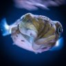 Evil and Intimidating Cuttlefish profil fotoğrafı