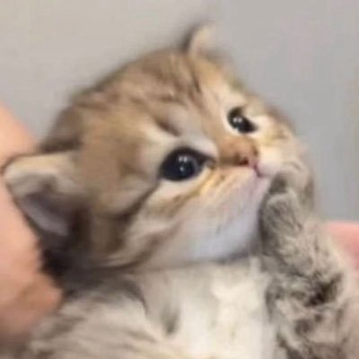 imชน์ー고양이🌱's profile picture