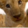LION PUP ࿗'s profile picture