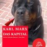 DSA Rottweiler 的头像