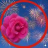 Profilbild von しぃ